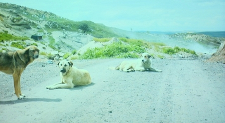 Hunde auf einer Landstraße